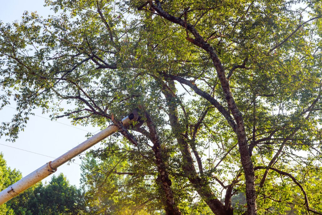 Elevated work platform in a tree canopy on the Gold Coast