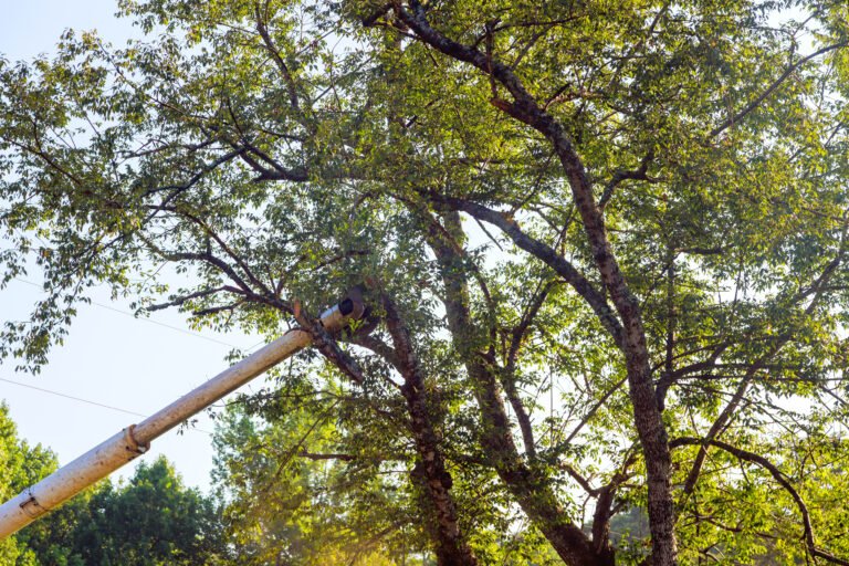 Elevated work platform in a tree canopy on the Gold Coast