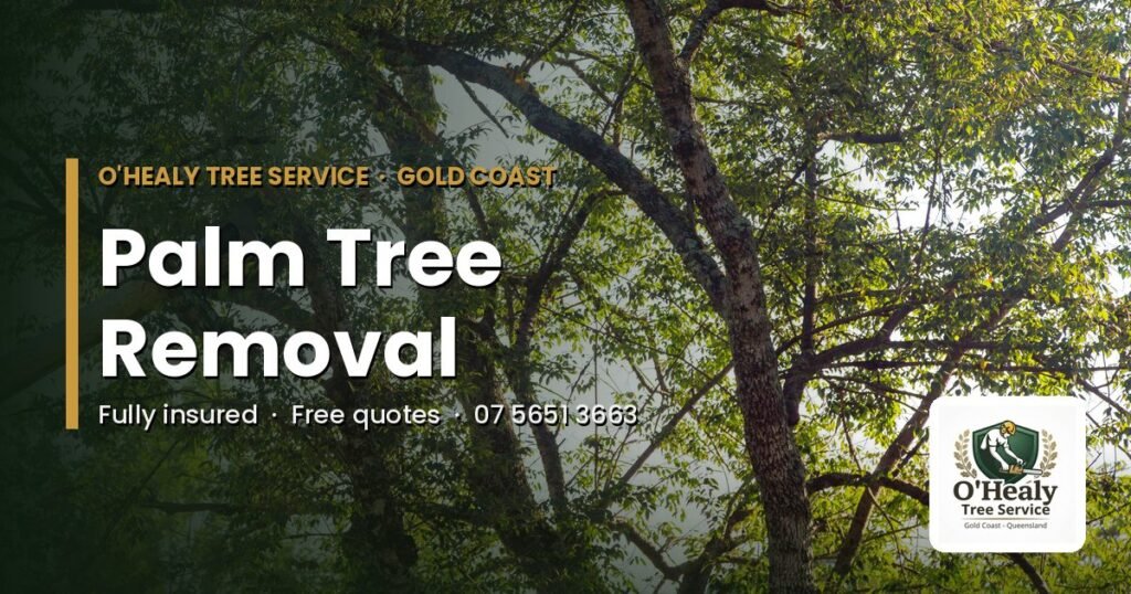 Palm tree removal Gold Coast – O’Healy Tree Service
