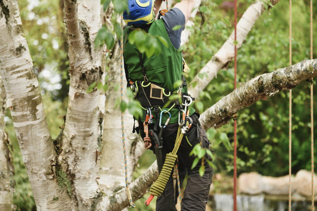 Arborist climbing a tree on the Gold Coast