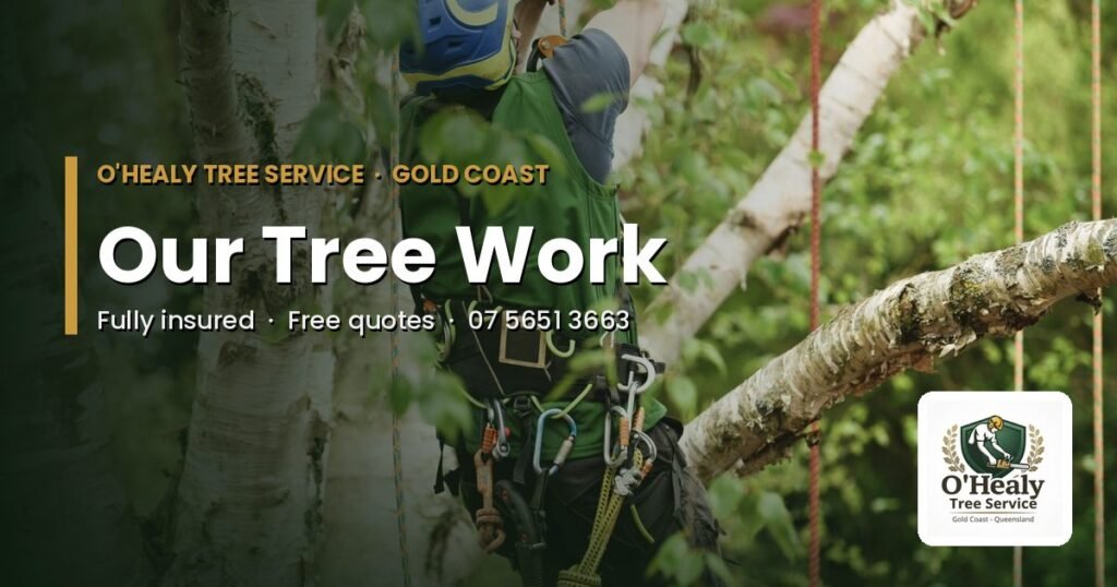 Tree work Gold Coast - O’Healy Tree Service